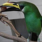 Violet-throated Toucanet